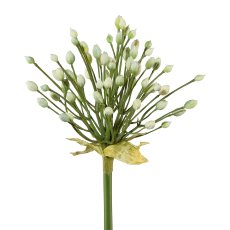 Allium, 70 cm, White