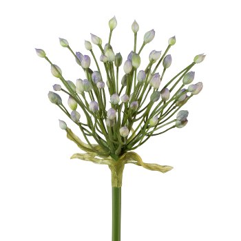 Allium, 70 cm, Lilac