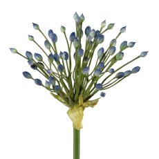 Allium, 70 cm, blau
