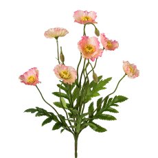 Mohnbusch, 34 cm, rosa