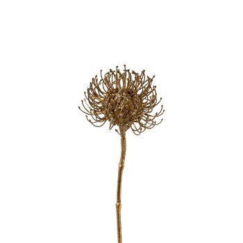 Protea, 50 cm, gold