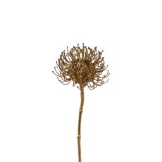 Protea, 50 cm, gold