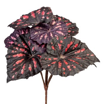 Begonia Leaf Bush, 25cm, Grey Begonia leaf bush, 25cm, grey