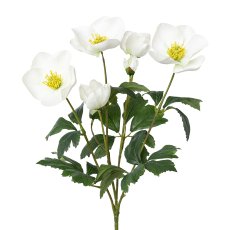 Christmas Rose Bush x 7, 38 cm, White