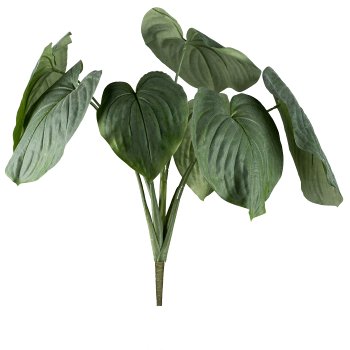 Hosta-Busch, 65cm