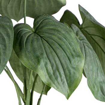Hosta-Busch, im weißen Topf, 13cm
