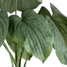Hosta-Busch, im weißen Topf, 13cm