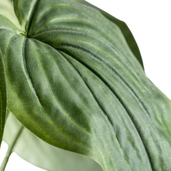 Hosta-Busch, im weißen Topf, 13cm