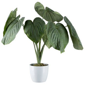 Hosta-Busch, im weißen Topf, 13cm
