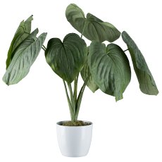 Hosta bush, 65 cm in white pot