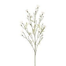Wilde Kornblume, 80 cm, weiß