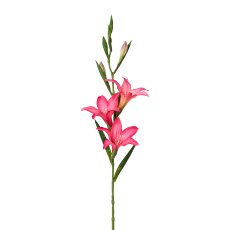 Gladiole, 68 cm, Pink