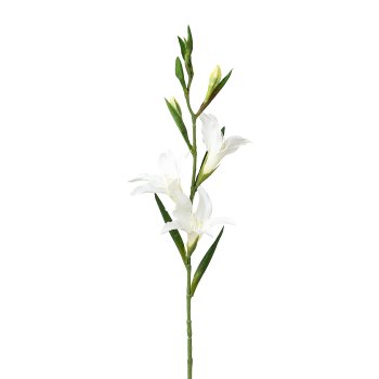 Gladiole, 68cm, weiß