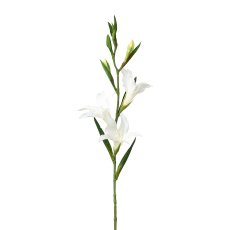 Gladiolus, 68cm, white