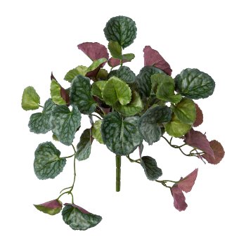 Peperomia, 22,5cm, green