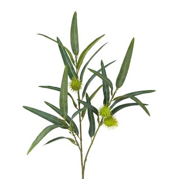 Asclepias, 70cm, green