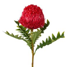 Banksia, 68 cm, bordeaux