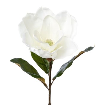 Magnolie, Gigant, 68cm, weiß
