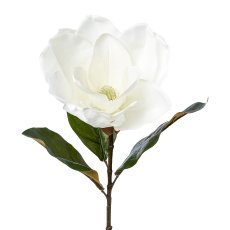 Magnolie, Gigant, 68 cm, weiß