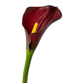 Calla, 55cm, bordeaux