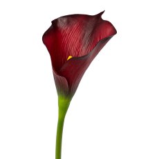 Calla, 55cm, bordeaux