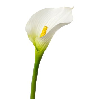 Calla, 55cm, weiß