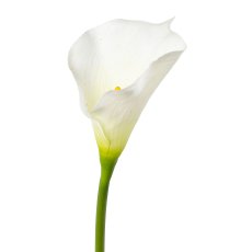 Calla, 55cm, weiß