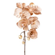 Phalaenopsis Velvet, 78 cm,