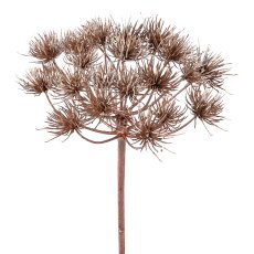 Heracleum branch, 78 cm,