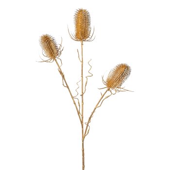 Card thistle, 58cm, gold,