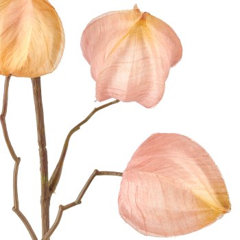 Physalis, 80cm, apricot