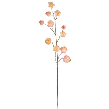 Physalis, 80cm, apricot