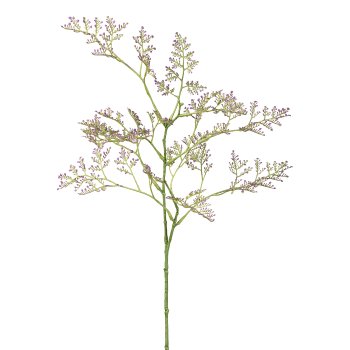 Limonium