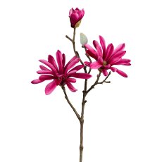 Star magnolia, 45cm, cerise