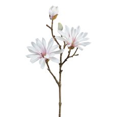 Star magnolia, 45 cm, pink