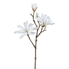 Star magnolia, 45cm, white