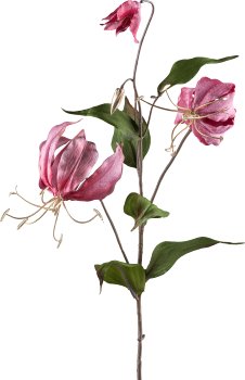 Gloriosa, 80cm, dunkelrosa