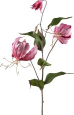 Gloriosa, 80cm, dunkelrosa