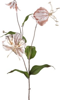 Gloriosa, 80cm, teint