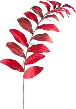 Solomon's seal, 120cm, ruby