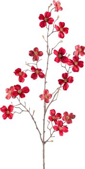 Cornus, 87cm, ruby