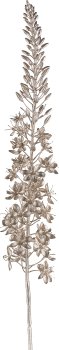 Eremurus, 106cm, champagner
