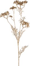 Daucus, 87cm, gold