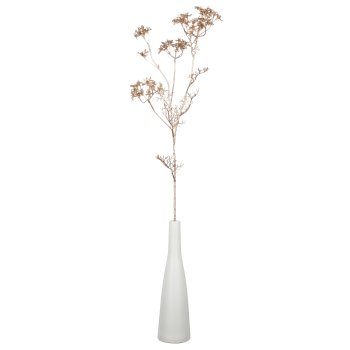 Daucus, 87cm, champagner