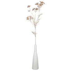 Daucus, 87cm, champagner