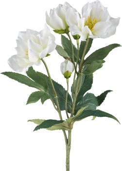 Christrose, 28cm, weiß