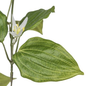 Clematis, 142cm, green