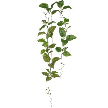 Clematis, 142cm, green