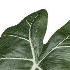 Alocasia leaf, 58.4cm, green