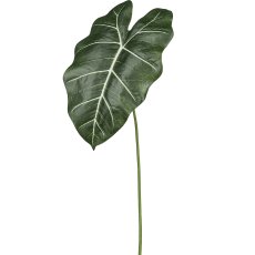 Alocasia leaf, 58.4cm, green